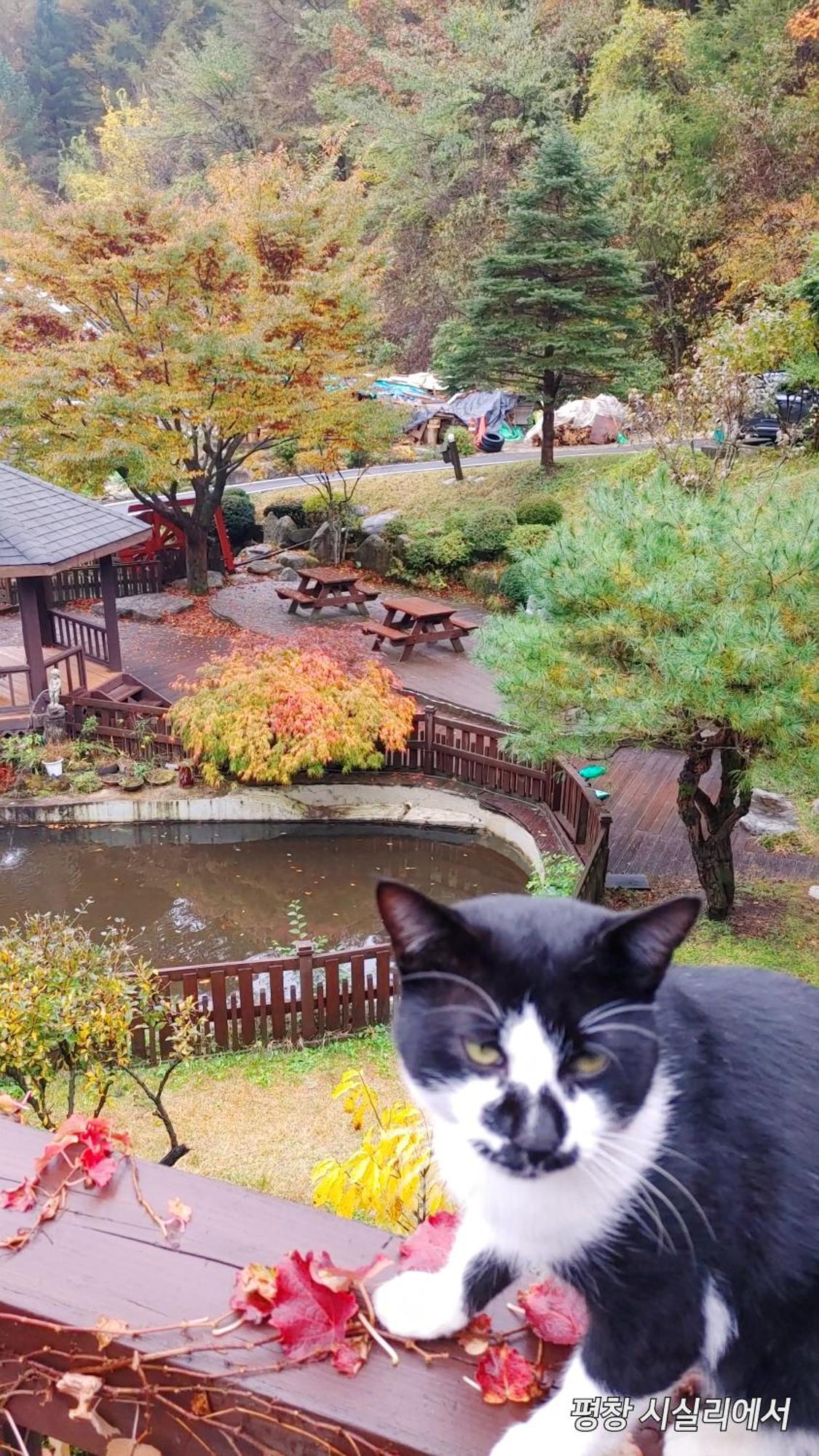 Sisilli Pension Pyeongchang Exterior foto